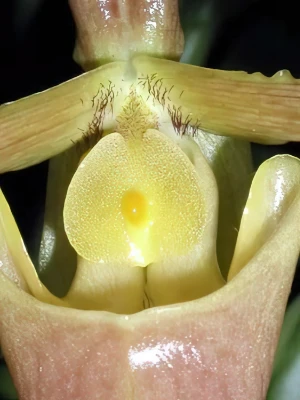 Bild von Paphiopedilum barbigerum 4